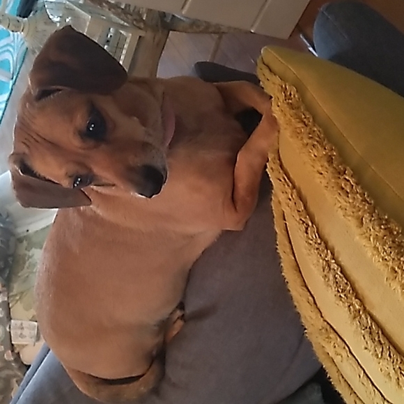 Birthday Girl harness - Picture 6 of 6